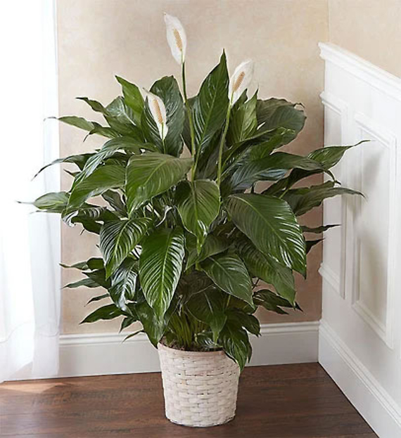 Spathiphyllum Plant Large