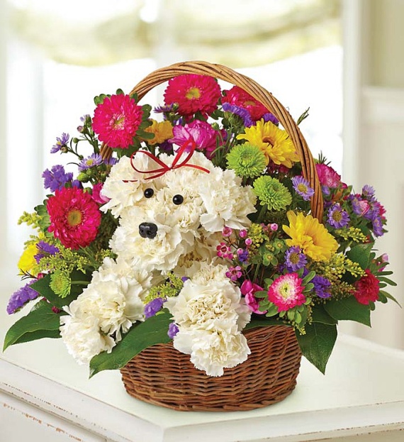1800 flowers dog sales